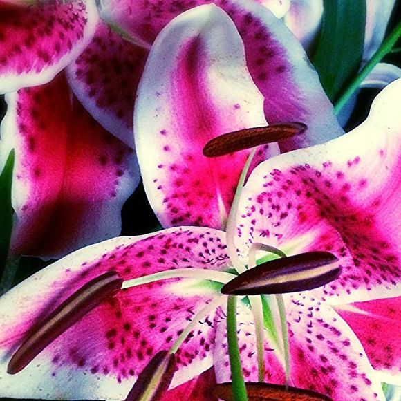 Meet your Posher, Lynda - Picture 1 of 1